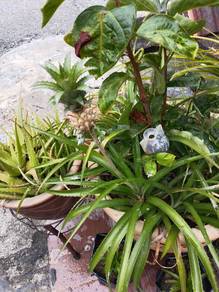 pokok nanas batu
