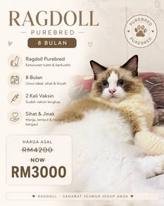 Ragdoll PUREBRED UNTUK dijual