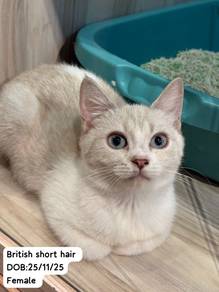 British Short Hair Untuk Dijual !!