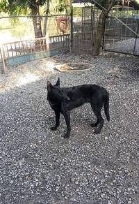 Belgian shepherd Malinois black female