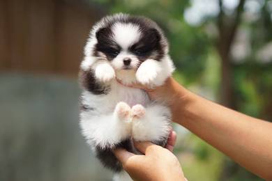 Tiny Pomeranian (PANDAGIRL)