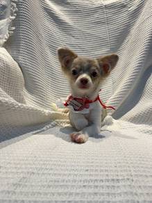 Long Hair Chihuahua Female 🐾