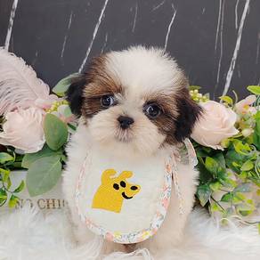 Shih Tzu