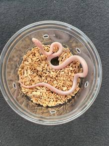 blizzard tessera corn snake rare