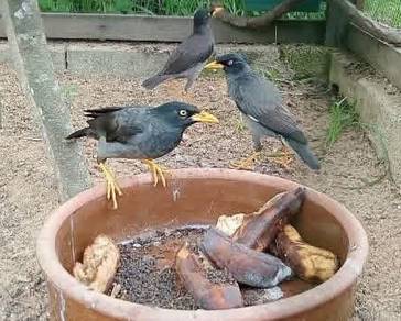 burung lebar gembala kerbau
