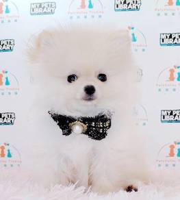 Pomeranian