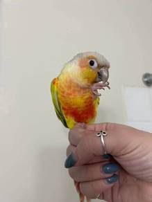green cheek pineapple
