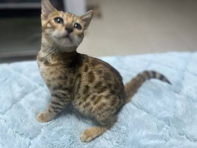 Bengal Kitten
