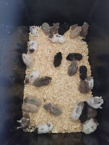 Campbell Rex Hamster (kerinting ketot)