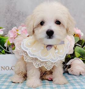 Maltipoo
