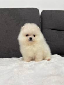 HHn_5UY266 Tiny Pomeranian little sweetheart pup
