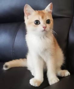 Golden British shorthair golden Kitten