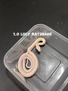 ratsnake