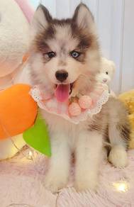 Husky