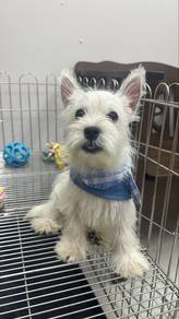 Male Westie West Highland Terrier Puppy M-7