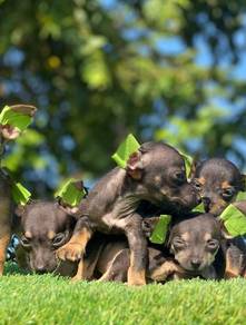 mini pinscher 
