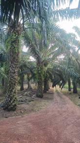 Agricultural Land in Batu Pahat, JHR