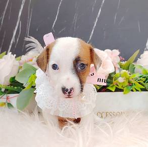 Jack Russell