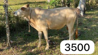 lembu raya