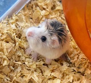 Hamster buy 1 free 1