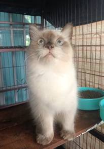 Ragdoll Seal Point Kitten