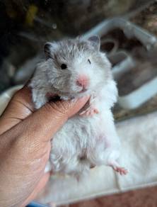 Hamster Big Bone b2