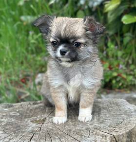 apple head Chihuahua w
