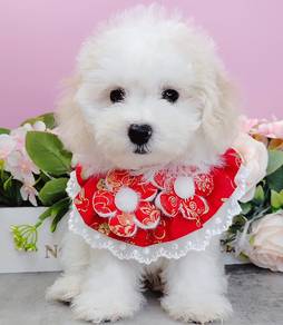 Bichon Frise