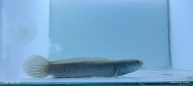 Channa limbata 