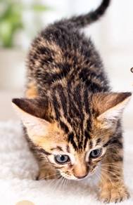 Bengal Cat