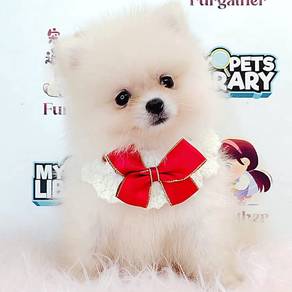 Pomeranian