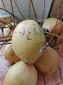 Fresh coconut - 1 PCS