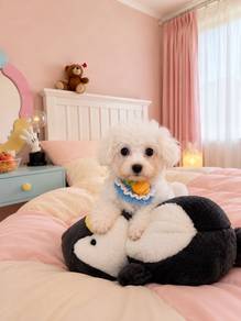 poochon baby boy bichon mix poodle