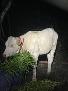 lembu Carolais tino