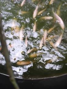 Ikan talapia