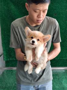 Long Hair Corgi Puppy 长毛柯基幼犬🐶