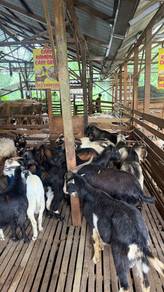 Kambing Ferral