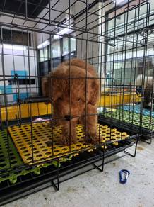 Toy Poodle 