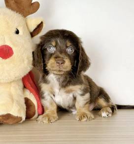 MINIATURE DACHSHUND Puppies D50 🐻 Good-looking M