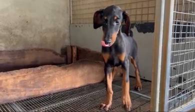 Doberman