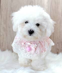 Bichon