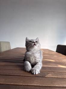British Shorthair BSH Kitten