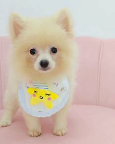Pomeranian