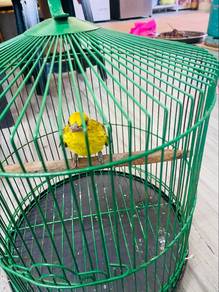 burung kunyit besar