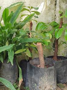 Buah Mata Kucing (Anak Pokok Tut)