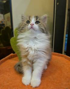 Minuet X Ragdoll