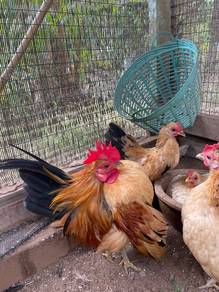 Ayam serama betina dara