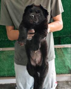 Black Sherpherd 🐕‍🦺 纯黑德国牧羊幼犬黑狼