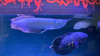 arowana silver 