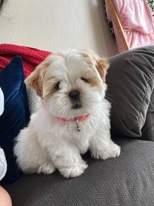 Wigglebutt Shih Tzu cute small long haired puppy B